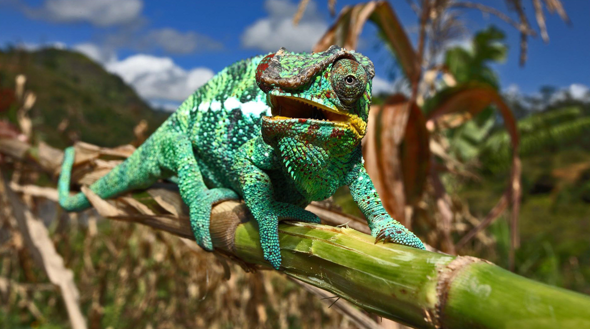 Madagaskar