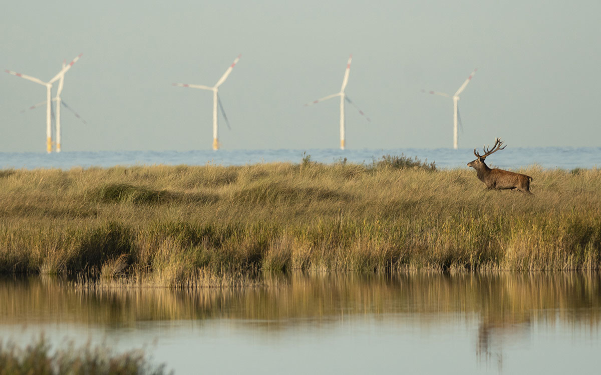 Deutschlands letzte Wildnis